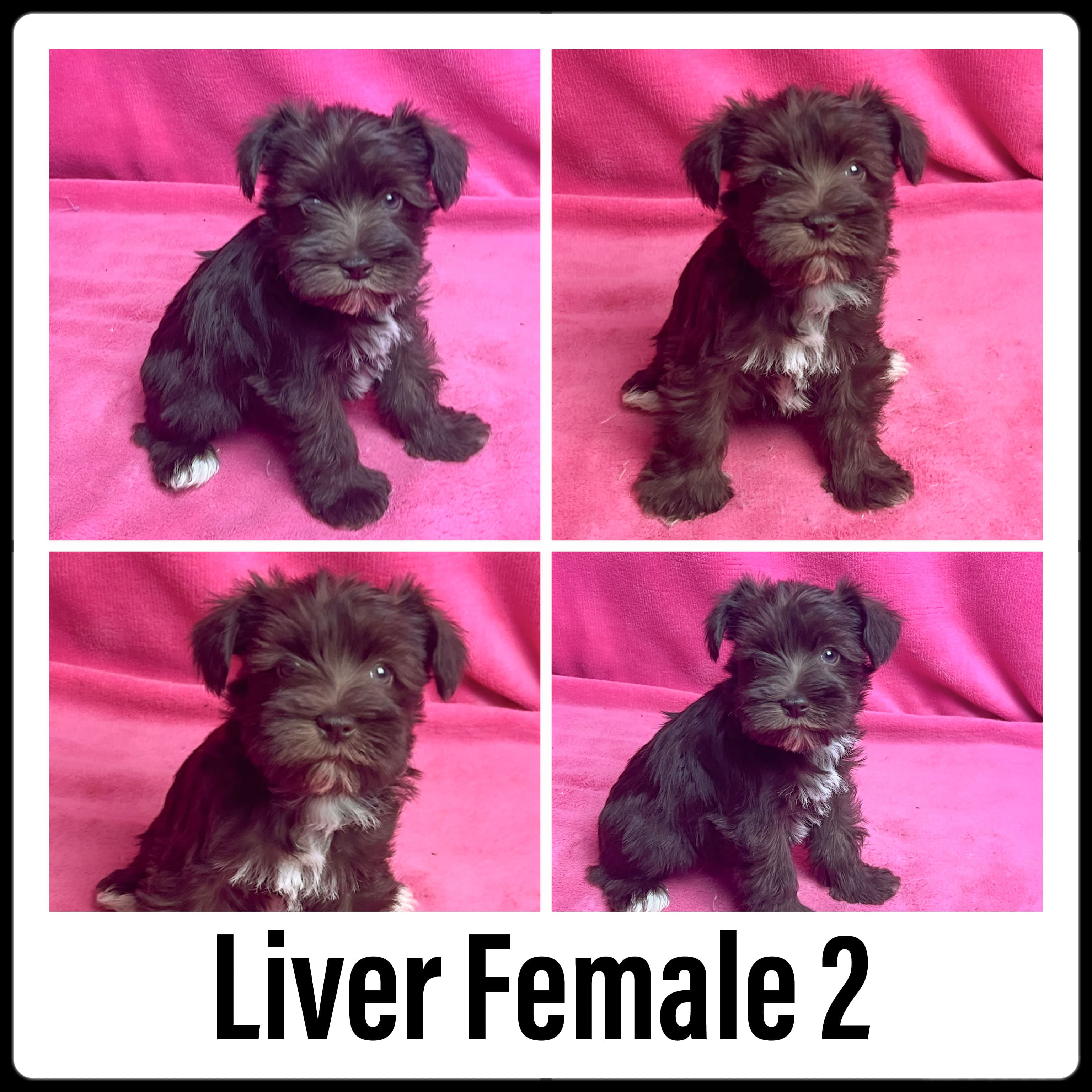Liver Miniature Schnauzer - Female